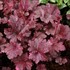 'Midnight Rose' Coral Bells