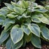 Hosta 'Alvatine Taylor'