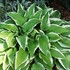 Hosta 'Antioch'