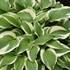 Hosta 'Antioch'