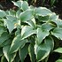 Hosta 'Antioch'