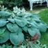 Hosta 'Bressingham Blue'