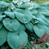 Hosta 'Bressingham Blue'