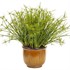 Graceful Grasses Queen Tut Dwarf Papyrus Cyperus prolifer