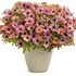 Bright Lights Horizon Sunset African Daisy Osteospermum hybrid