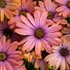 Bright Lights Horizon Sunset African Daisy Osteospermum hybrid