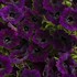 Supertunia Mini Vista Midnight Petunia hybrid