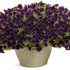 Supertunia Mini Vista Midnight Petunia hybrid