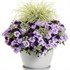 Supertunia Mini Vista Midnight Petunia hybrid