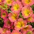 Supertunia® Persimmon Petunia hybrid