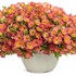 Supertunia® Persimmon Petunia hybrid