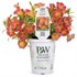 Supertunia® Persimmon Petunia hybrid