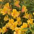 Alstroemeria 'Golden Tiara' PPAF