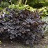 Astilbe 'Dark Side of the Moon' PPAF CPBRAF