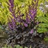 Astilbe 'Dark Side of the Moon' PPAF CPBRAF