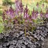 Astilbe 'Dark Side of the Moon' PPAF CPBRAF