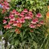 Echinacea 'Rainbow Sherbet' PPAF DOUBLE DIPPED™ Series