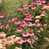 Echinacea 'Strawberry Mousse' PPAF DOUBLE DIPPED™ Series