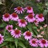 Echinacea 'Strawberry Mousse' PPAF DOUBLE DIPPED™ Series
