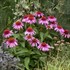 Echinacea 'Strawberry Mousse' PPAF DOUBLE DIPPED™ Series