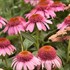 Echinacea 'Strawberry Mousse' PPAF DOUBLE DIPPED™ Series