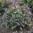 Pulmonaria 'Pink-a-Blue' PPAF CPBRAF