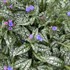 Pulmonaria 'Pink-a-Blue' PPAF CPBRAF