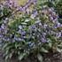 Pulmonaria 'Pink-a-Blue' PPAF CPBRAF