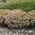 Sedum 'Coraljade' ROCK 'N GROW® Collection