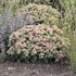 Sedum 'Coraljade' ROCK 'N GROW® Collection