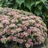Sedum 'Coraljade' ROCK 'N GROW® Collection