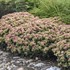 Sedum 'Coraljade' ROCK 'N GROW® Collection