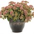 Sedum 'Coraljade' ROCK 'N GROW® Collection