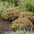 Sedum 'Coraljade' ROCK 'N GROW® Collection