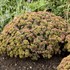 Sedum 'Coraljade' ROCK 'N GROW® Collection