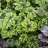Tiarella 'Fingerpaint' Foamflower