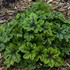 Tiarella 'Fingerpaint' Foamflower