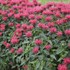 Monarda 'Red Velvet' UPSCALE Series