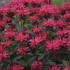 Monarda 'Red Velvet' UPSCALE Series