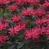 Monarda 'Red Velvet' UPSCALE Series