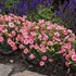 Dianthus 'Classic Coral' FRUIT PUNCH® Series