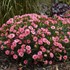 Dianthus 'Classic Coral' FRUIT PUNCH® Series