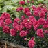 Dianthus 'Raspberry Ruffles' FRUIT PUNCH Series