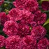 Dianthus 'Raspberry Ruffles' FRUIT PUNCH Series