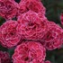 Dianthus 'Raspberry Ruffles' FRUIT PUNCH Series