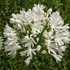 Agapanthus 'White Superior'