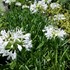 Agapanthus 'White Superior'