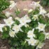 Aquilegia Spring Magic® White Columbine