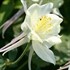 Aquilegia Spring Magic® White Columbine
