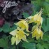 Aquilegia Spring Magic® Yellow